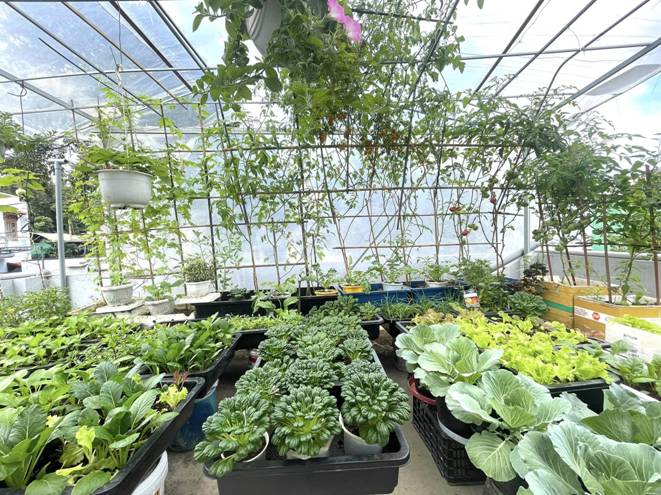 Mẹ đảm Đà Nẵng cải tạo sân thượng 20m2 để trồng rau sạch, chỉ tốn 5 triệu đồng-3