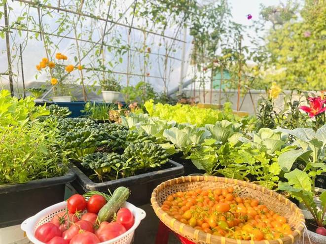 Mẹ đảm Đà Nẵng cải tạo sân thượng 20m2 để trồng rau sạch, chỉ tốn 5 triệu đồng-4