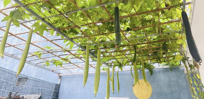 Mẹ đảm Đà Nẵng cải tạo sân thượng 20m2 để trồng rau sạch, chỉ tốn 5 triệu đồng-5