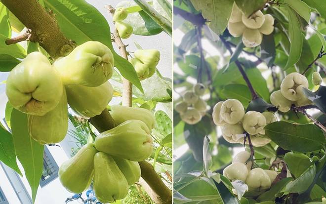 Mẹ đảm Đà Nẵng cải tạo sân thượng 20m2 để trồng rau sạch, chỉ tốn 5 triệu đồng-8