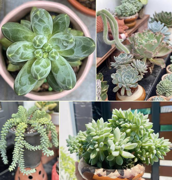 Mẹ đảm Đà Nẵng cải tạo sân thượng 20m2 để trồng rau sạch, chỉ tốn 5 triệu đồng-14