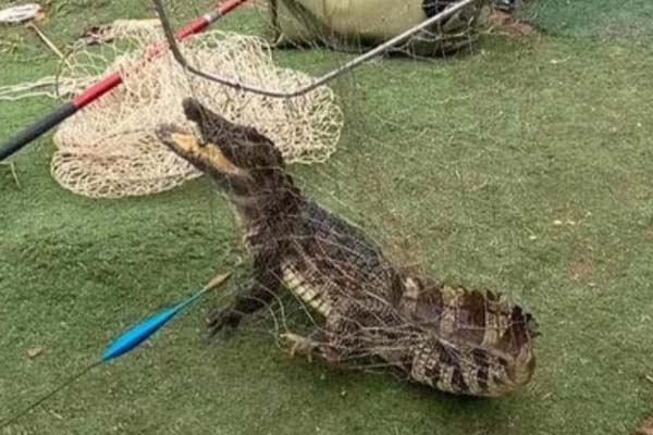 Yên Bái bắt giữ thành công 2 con cá sấu sổng chuồng-2