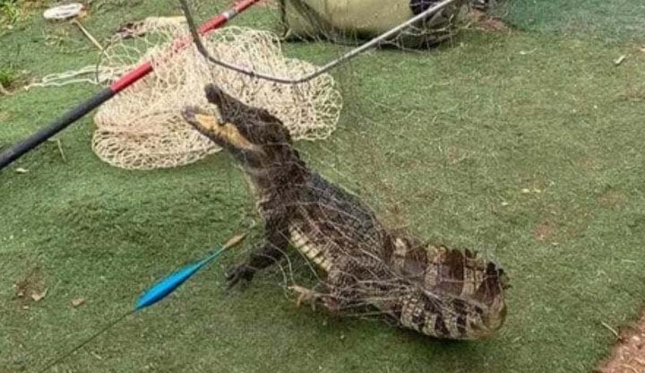 Công an rà soát quanh khu vực cá sấu xuất hiện ở hồ câu Hà Nội-1