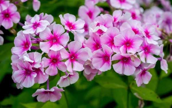 Top 3 con giáp vượt lên chính mình, đổi vận trong 7 ngày tới, tài lộc dồi dào, tình duyên như ý-2