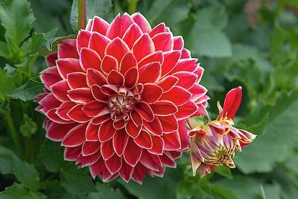 Từ giữa tháng 3 Âm lịch, 3 con giáp đột phá trong công việc, xui xẻo tiêu tan, công danh thăng tiến-1