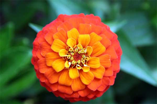 Từ giữa tháng 3 Âm lịch, 3 con giáp đột phá trong công việc, xui xẻo tiêu tan, công danh thăng tiến-2