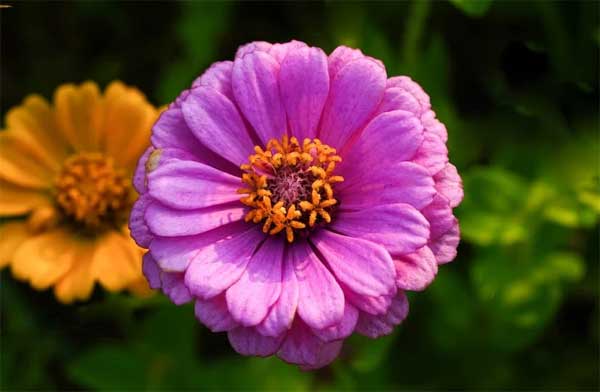 Từ giữa tháng 3 Âm lịch, 3 con giáp đột phá trong công việc, xui xẻo tiêu tan, công danh thăng tiến-3