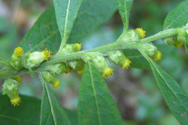 Hoa vàng mọc dại khắp Việt Nam, ai biết mà hái bán kiếm bộn tiền, 130.000đ/kg vẫn đầy người mua-4