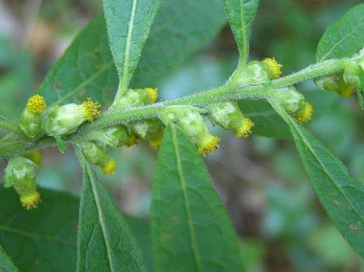 Người Việt thấy cây dại này nhớ hái ngay, tiền tươi về tay tức thì-1