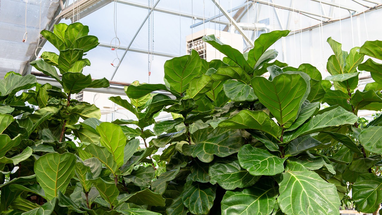 Cây cảnh cát tường, lá to như quạt, xanh tươi 4 mùa, giúp gia đình thu hút tài lộc, tích lũy của cải-4