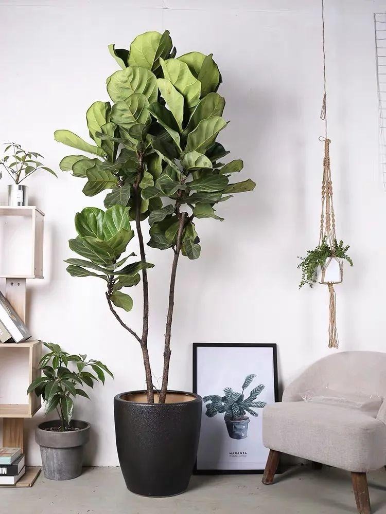 Cây cảnh cát tường, lá to như quạt, xanh tươi 4 mùa, giúp gia đình thu hút tài lộc, tích lũy của cải-6