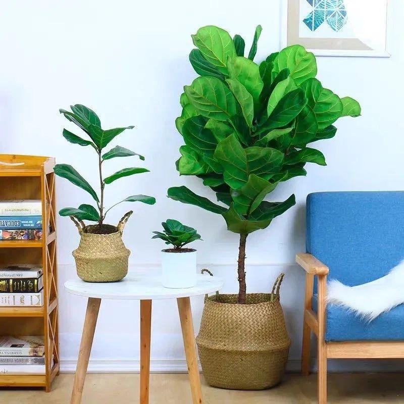 Cây cảnh cát tường, lá to như quạt, xanh tươi 4 mùa, giúp gia đình thu hút tài lộc, tích lũy của cải-8