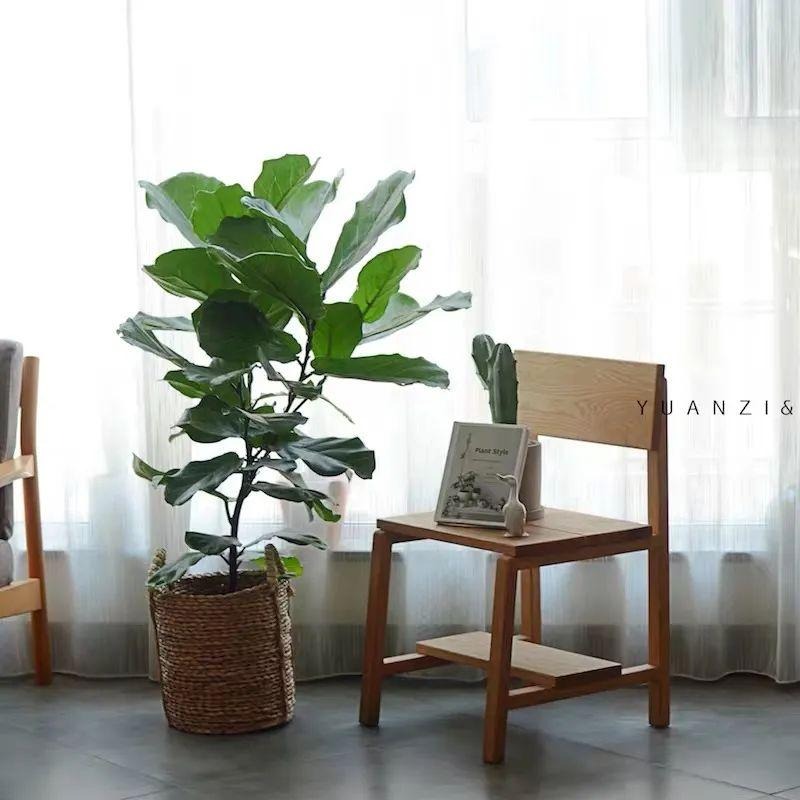 Cây cảnh cát tường, lá to như quạt, xanh tươi 4 mùa, giúp gia đình thu hút tài lộc, tích lũy của cải-9