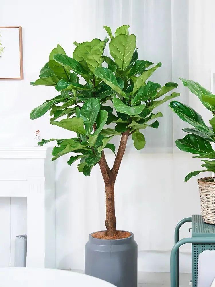 Cây cảnh cát tường, lá to như quạt, xanh tươi 4 mùa, giúp gia đình thu hút tài lộc, tích lũy của cải-10