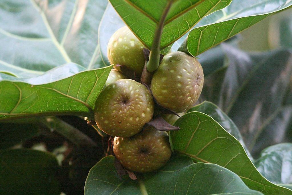 Cây cảnh cát tường, lá to như quạt, xanh tươi 4 mùa, giúp gia đình thu hút tài lộc, tích lũy của cải-12