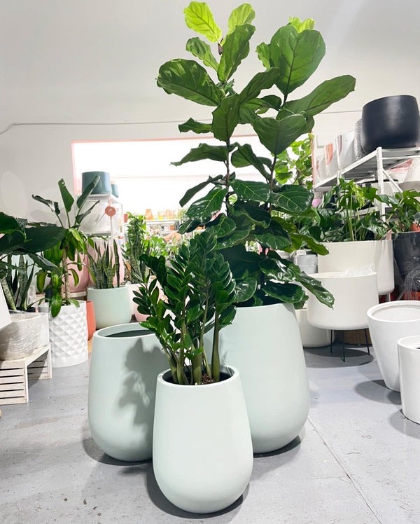 Cây cảnh cát tường, lá to như quạt, xanh tươi 4 mùa, giúp gia đình thu hút tài lộc, tích lũy của cải-15