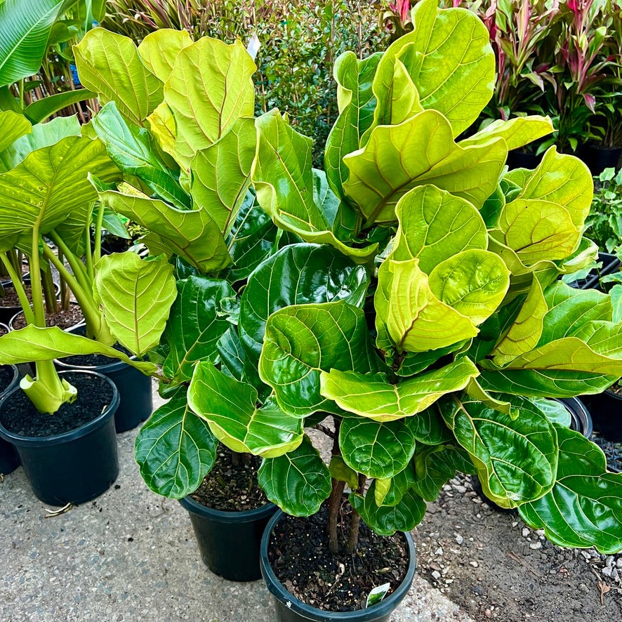 Cây cảnh cát tường, lá to như quạt, xanh tươi 4 mùa, giúp gia đình thu hút tài lộc, tích lũy của cải-16