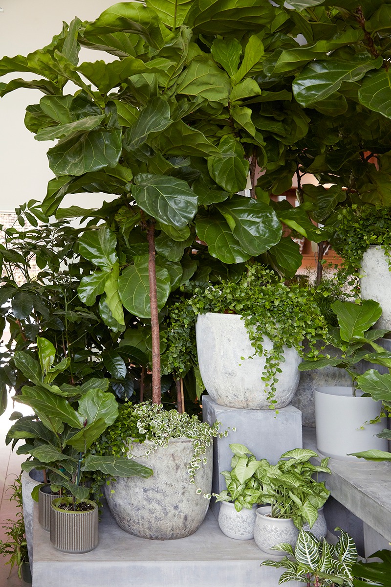 Cây cảnh cát tường, lá to như quạt, xanh tươi 4 mùa, giúp gia đình thu hút tài lộc, tích lũy của cải-17