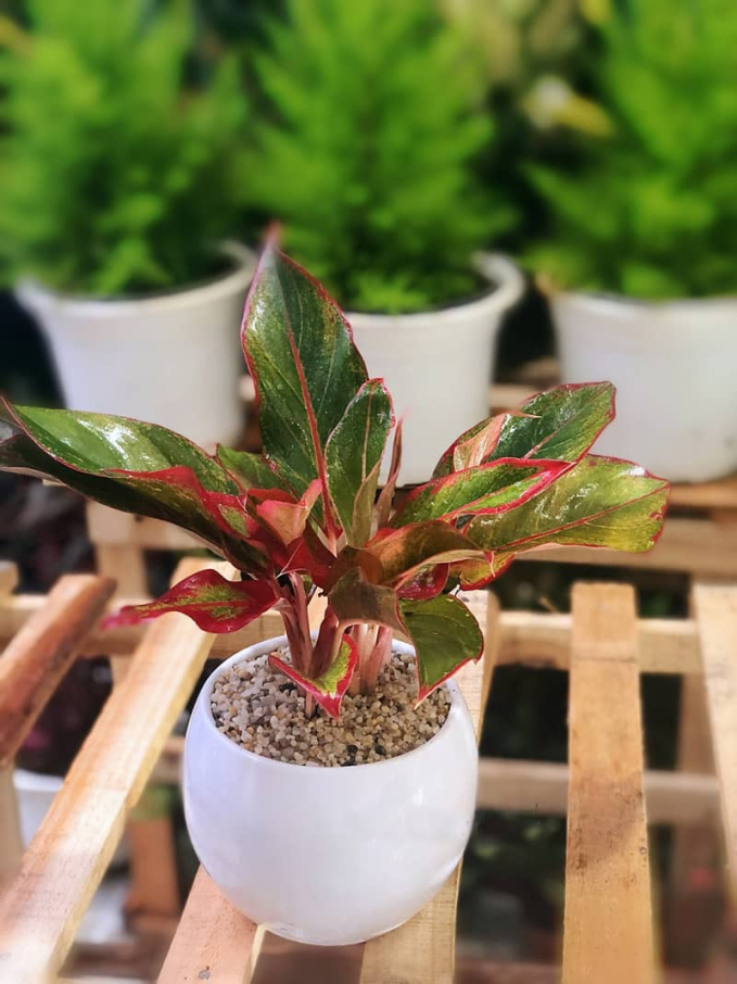 Nhà giàu mê tít 3 loài cây này: Nghe tên thôi đã thấy phú quý tiền tài, gia chủ muốn nghèo cũng khó-2