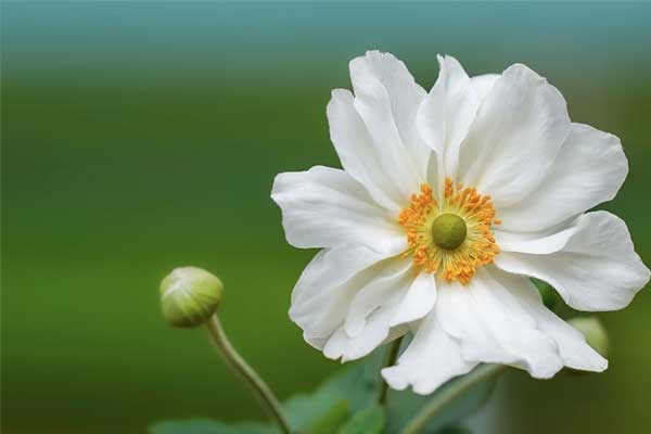 Tử vi ngày 24/4: 3 con giáp cứ đi là đến, được sao tốt chiếu mệnh, cá chép hóa rồng-1