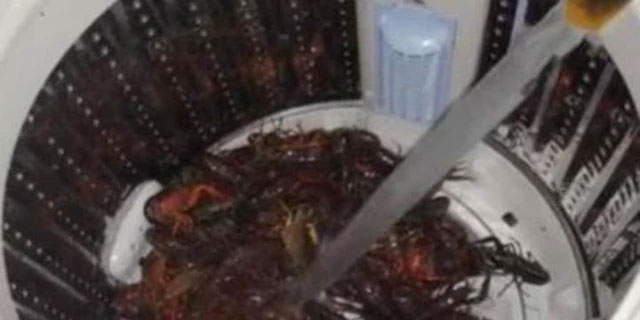 Thái độ của mẹ chồng khi thấy con dâu rửa tôm bằng máy giặt-1