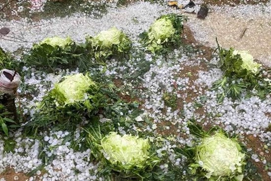 Trận mưa đá dữ dội vừa trút xuống Mộc Châu, lớp đá trắng xóa, phủ dày như tuyết