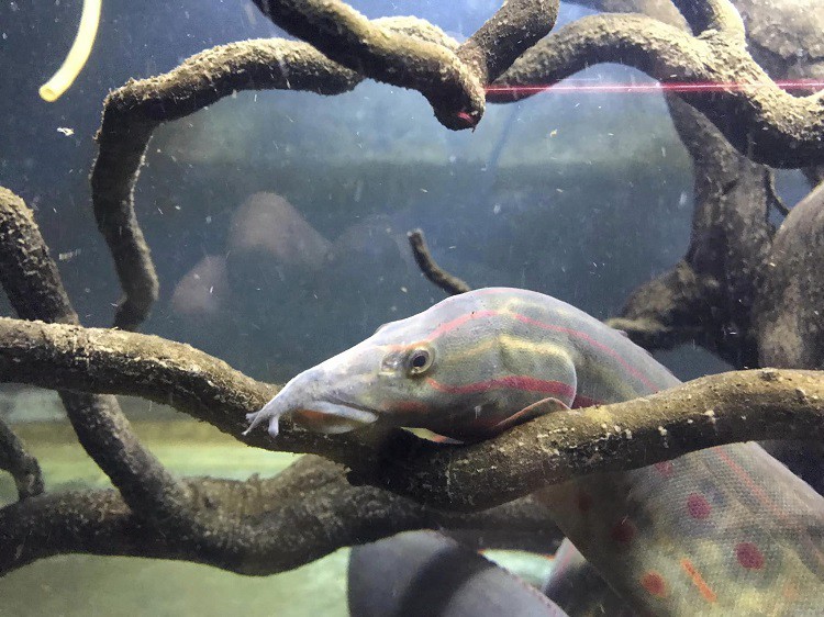 Loại cá ở Việt Nam cực kỳ quý hiếm, giá cả triệu đồng/kg, vừa nhân tạo thành công-1