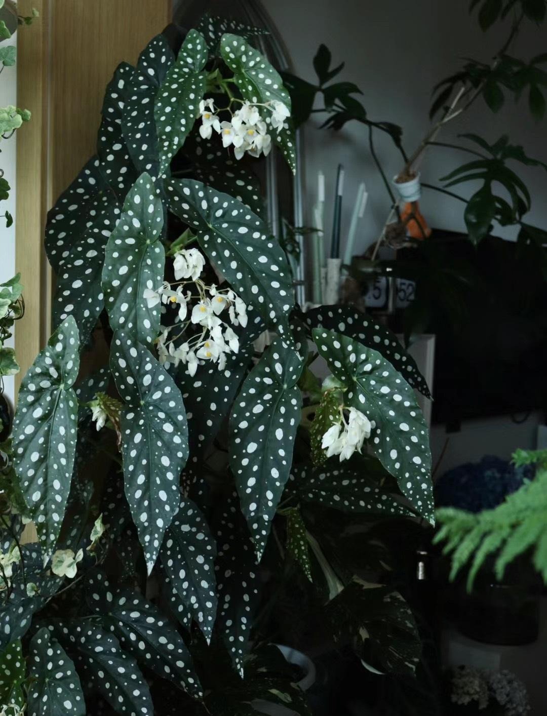 Cây cảnh nữ hoàng chấm bi, quý tộc, xinh đẹp, sống động như có đàn cá hồi bơi trong nhà-7