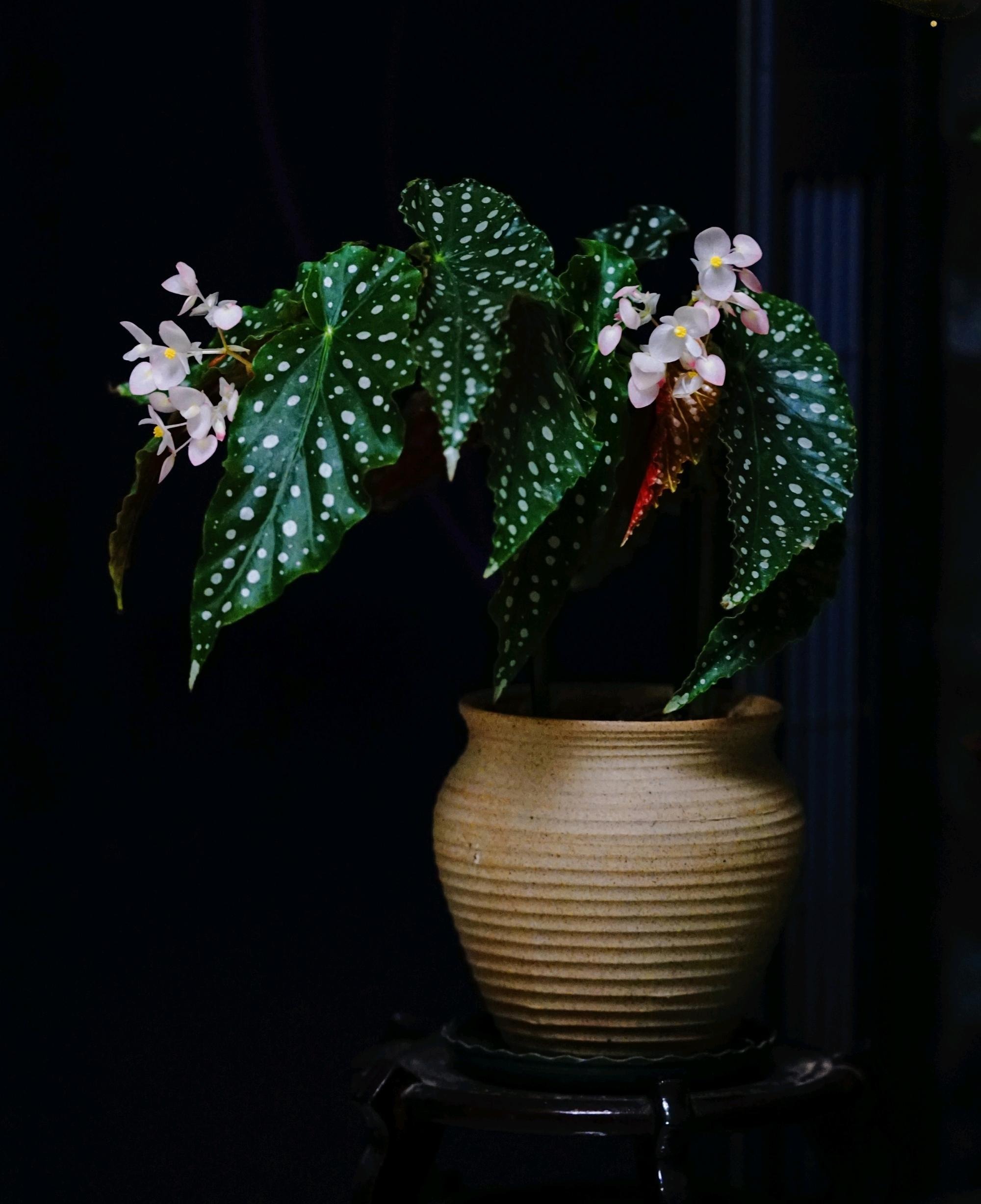 Cây cảnh nữ hoàng chấm bi, quý tộc, xinh đẹp, sống động như có đàn cá hồi bơi trong nhà-8