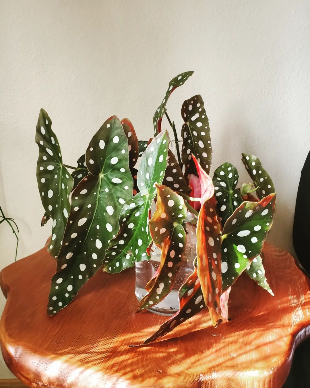 Cây cảnh nữ hoàng chấm bi, quý tộc, xinh đẹp, sống động như có đàn cá hồi bơi trong nhà-10