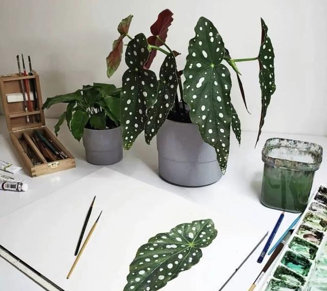 Cây cảnh nữ hoàng chấm bi, quý tộc, xinh đẹp, sống động như có đàn cá hồi bơi trong nhà-13