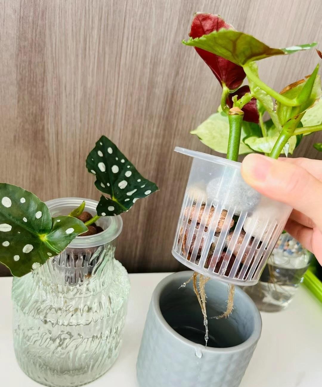 Cây cảnh nữ hoàng chấm bi, quý tộc, xinh đẹp, sống động như có đàn cá hồi bơi trong nhà-11