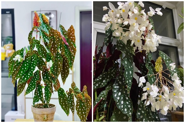 Đừng trồng cây cảnh trong sân một cách mù quáng, hoa đẹp mấy cũng coi chừng hối không kịp-17