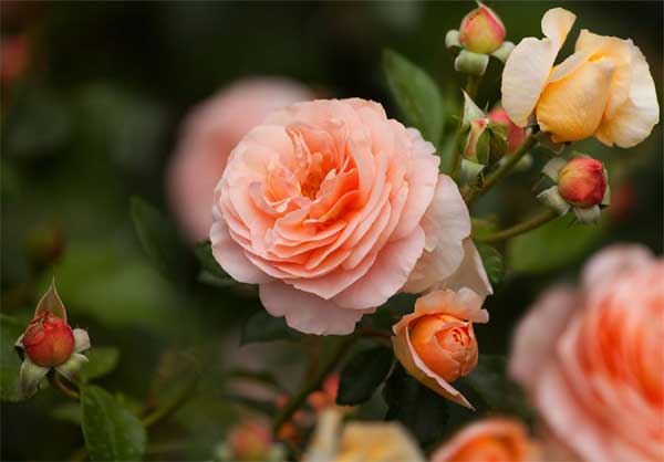 Tử vi ngày 25/4: 3 con giáp nỗ lực gặp thời, Thần Tài ghé thăm, kinh doanh lãi lớn-2