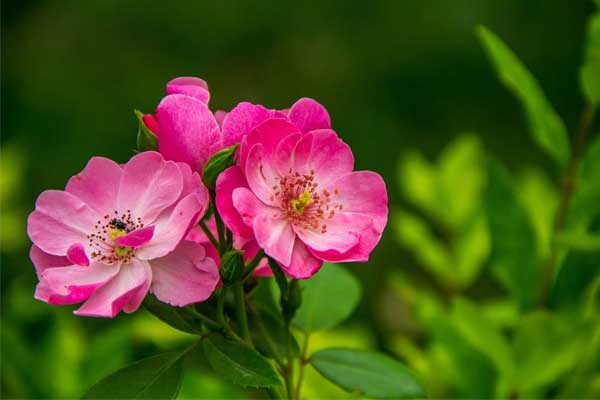 Tử vi ngày 25/4: 3 con giáp nỗ lực gặp thời, Thần Tài ghé thăm, kinh doanh lãi lớn-3