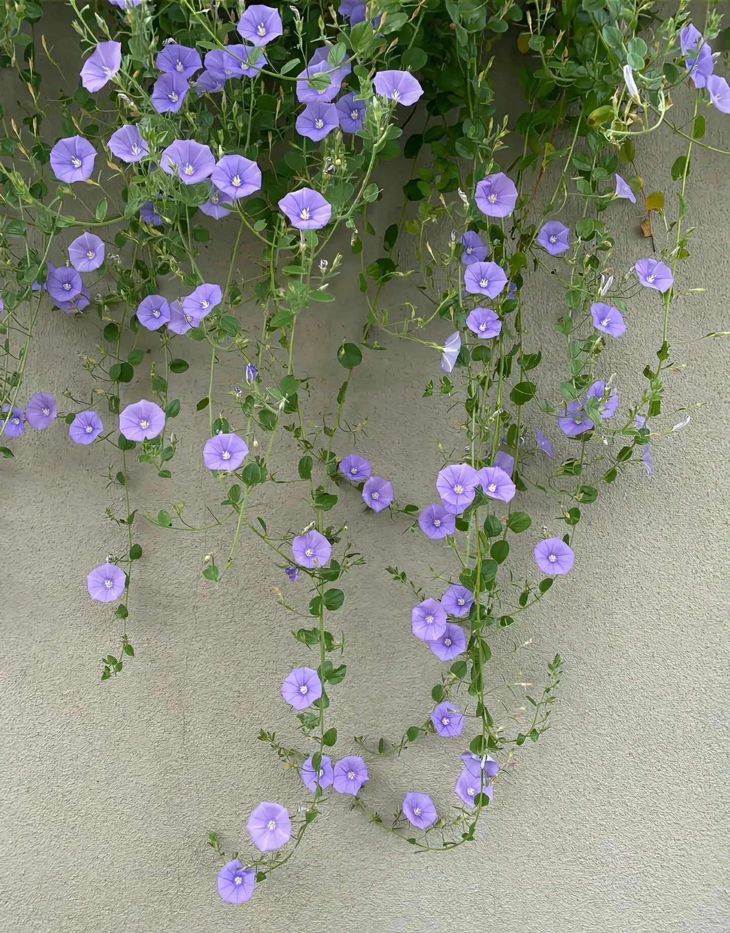 Đừng trồng cây cảnh trong sân một cách mù quáng, hoa đẹp mấy cũng coi chừng hối không kịp-1