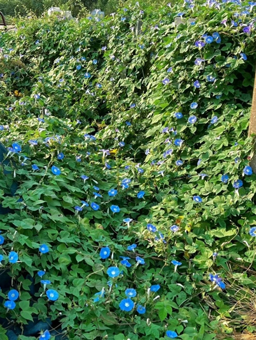 Đừng trồng cây cảnh trong sân một cách mù quáng, hoa đẹp mấy cũng coi chừng hối không kịp-2