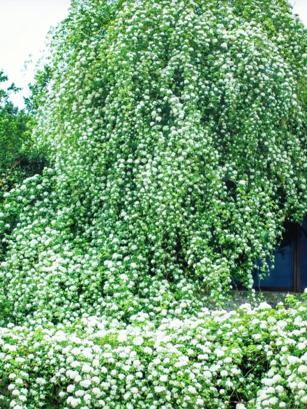 Đừng trồng cây cảnh trong sân một cách mù quáng, hoa đẹp mấy cũng coi chừng hối không kịp-3