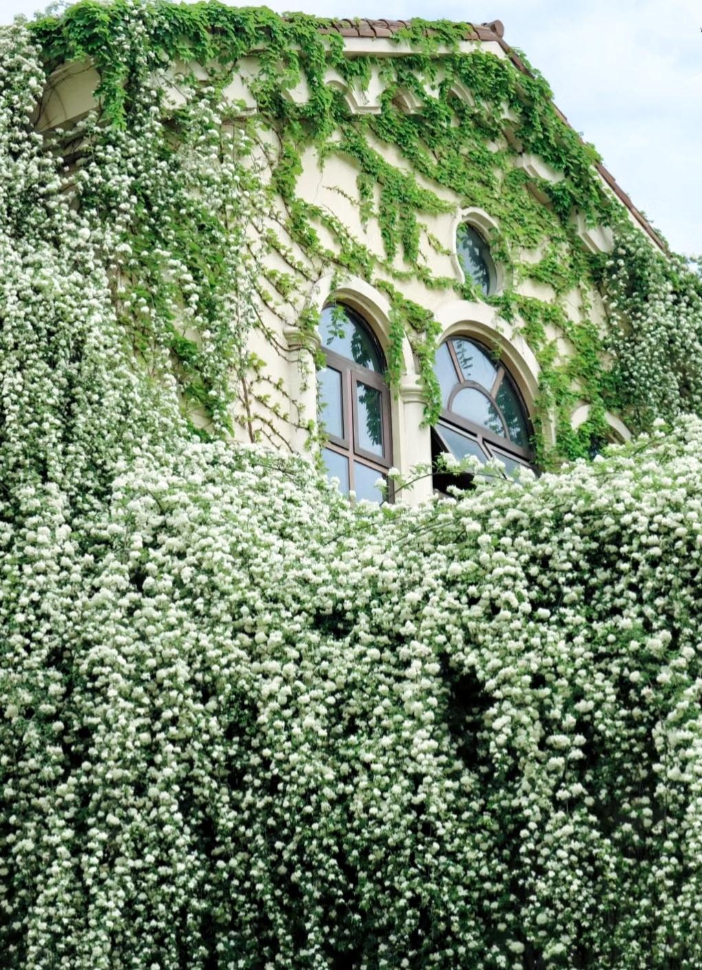 Đừng trồng cây cảnh trong sân một cách mù quáng, hoa đẹp mấy cũng coi chừng hối không kịp-4