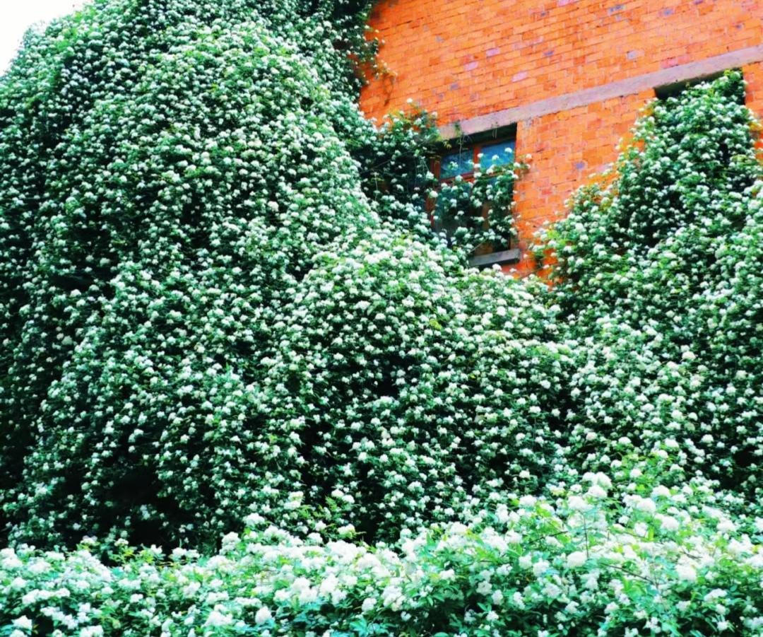 Đừng trồng cây cảnh trong sân một cách mù quáng, hoa đẹp mấy cũng coi chừng hối không kịp-5