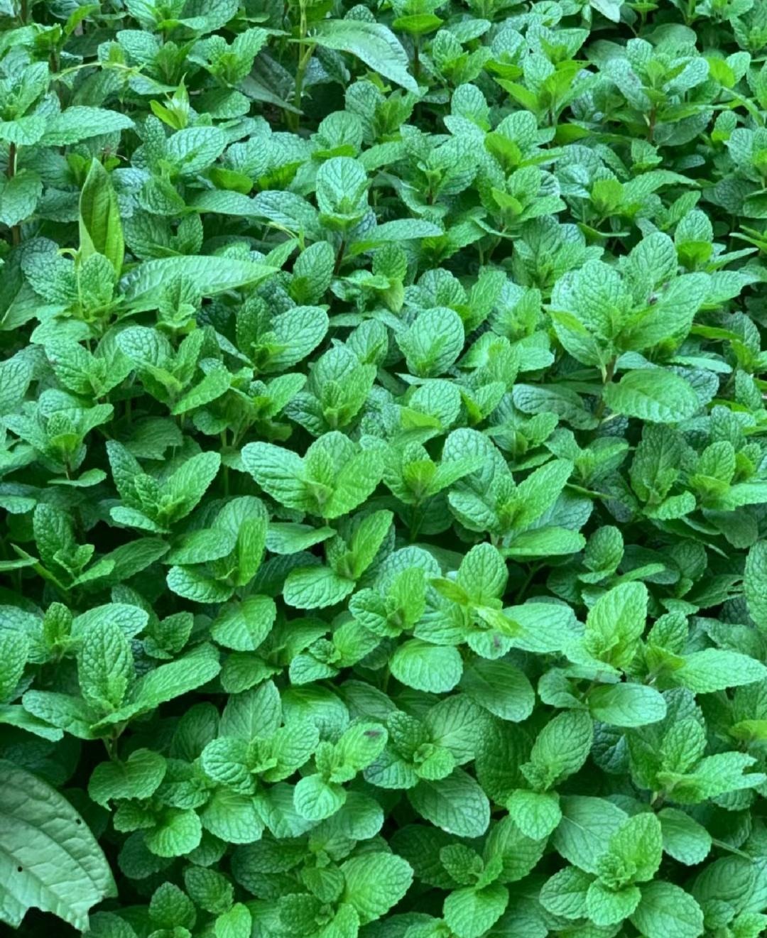 Đừng trồng cây cảnh trong sân một cách mù quáng, hoa đẹp mấy cũng coi chừng hối không kịp-6