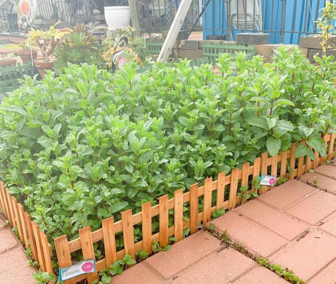 Đừng trồng cây cảnh trong sân một cách mù quáng, hoa đẹp mấy cũng coi chừng hối không kịp-7