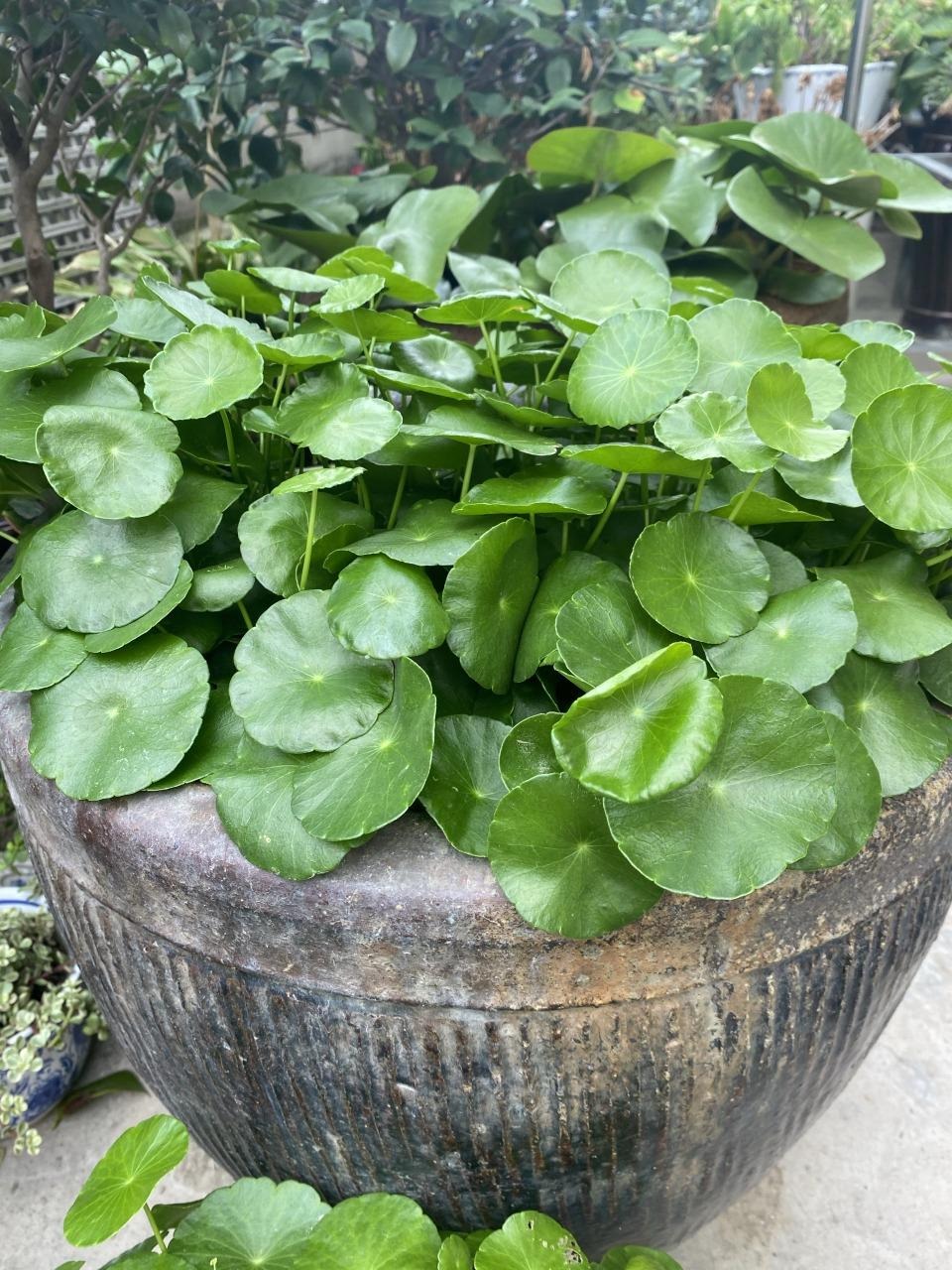 Đừng trồng cây cảnh trong sân một cách mù quáng, hoa đẹp mấy cũng coi chừng hối không kịp-10