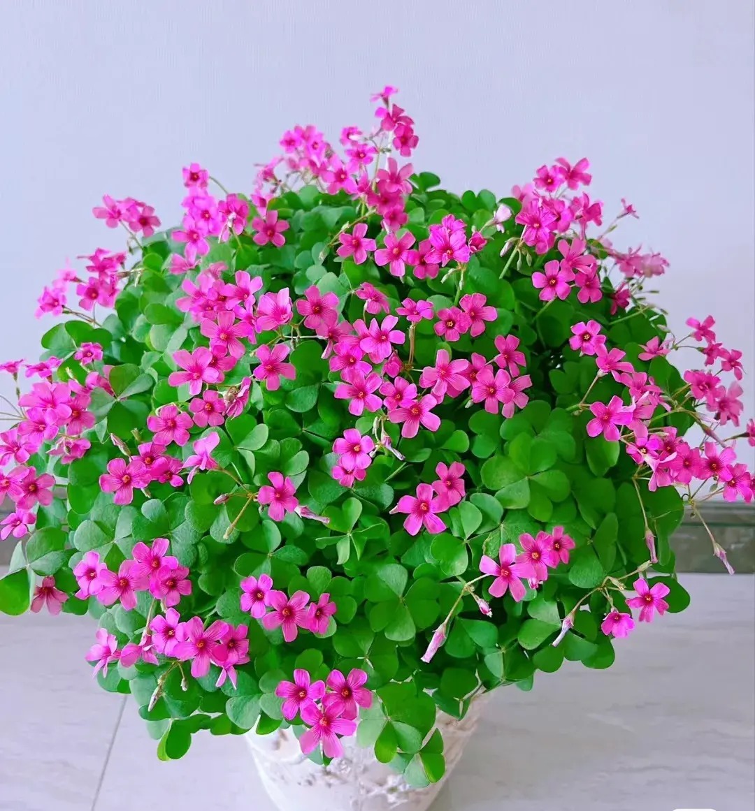 Đừng trồng cây cảnh trong sân một cách mù quáng, hoa đẹp mấy cũng coi chừng hối không kịp-11