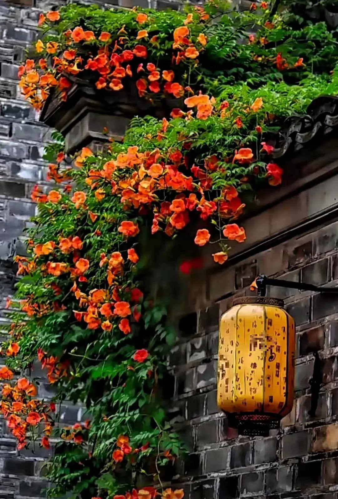 Đừng trồng cây cảnh trong sân một cách mù quáng, hoa đẹp mấy cũng coi chừng hối không kịp-16