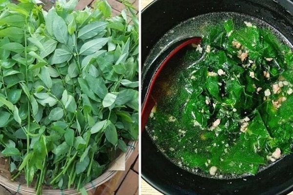 Rau ngót bổ dưỡng nhưng đại kỵ với những người sau-1