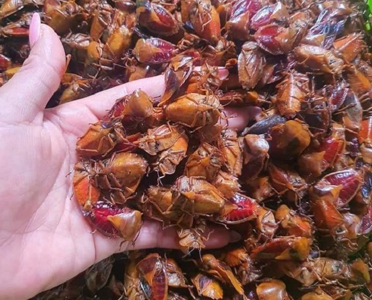 Loại côn trùng hôi hám bất ngờ có giá đắt hơn thịt bò, có bao nhiêu cũng bán hết-1