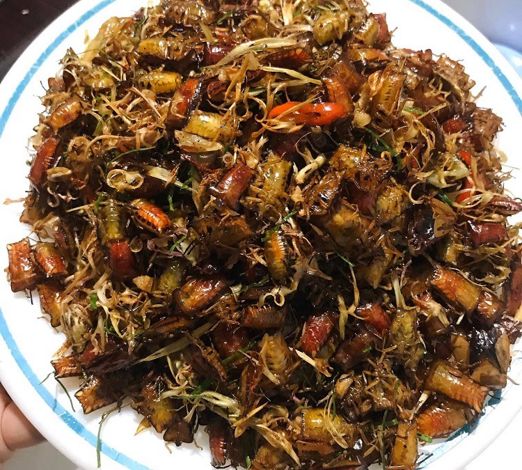 Loại côn trùng hôi hám bất ngờ có giá đắt hơn thịt bò, có bao nhiêu cũng bán hết-2