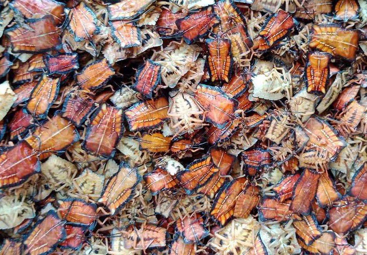 Loại côn trùng hôi hám bất ngờ có giá đắt hơn thịt bò, có bao nhiêu cũng bán hết-3