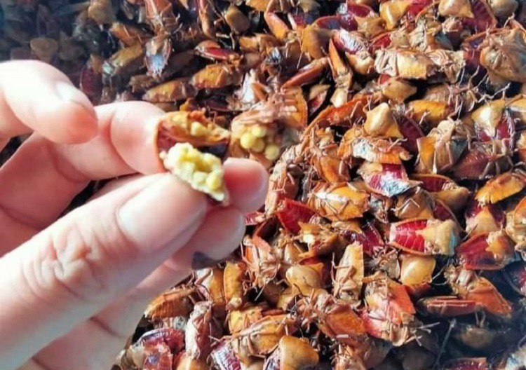 Loại côn trùng hôi hám bất ngờ có giá đắt hơn thịt bò, có bao nhiêu cũng bán hết-5